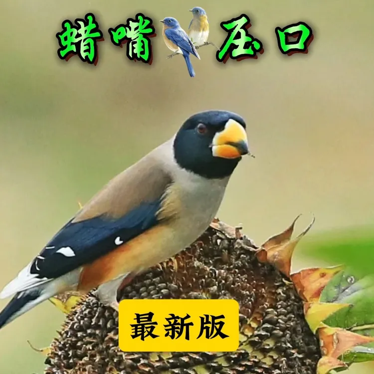 蜡嘴压口专用压口卡片贺卡图片