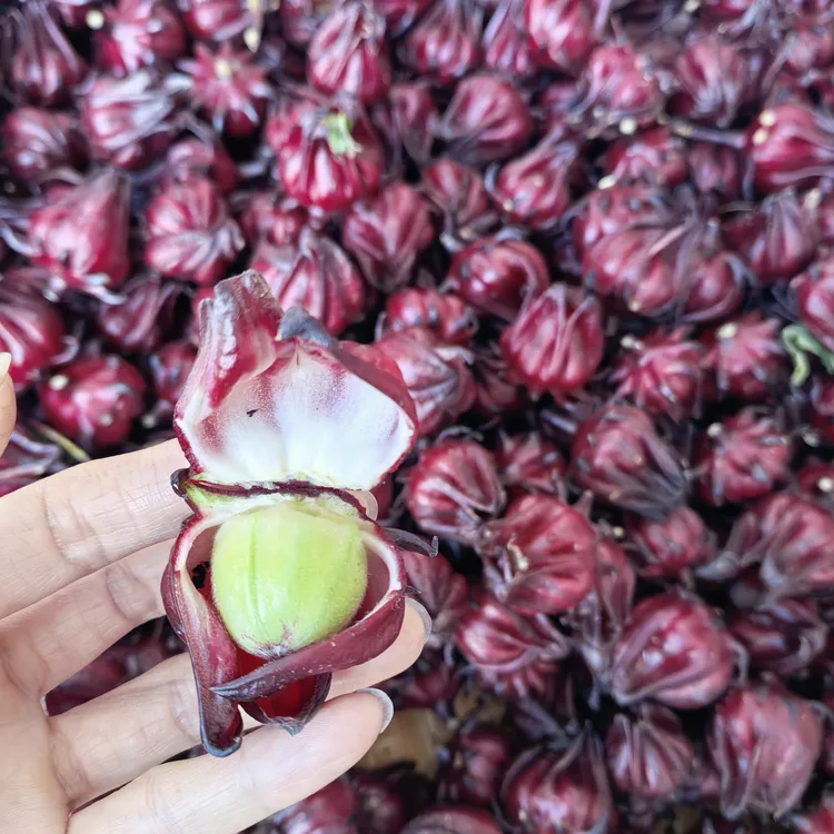 新鲜现摘洛神花红桃K玫瑰茄可泡酒煲汤煮水泡茶