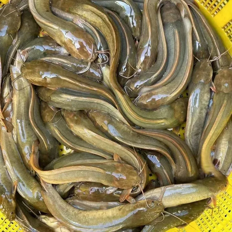 淡水皇妃一号本地塘角鱼塘鲺鱼土鲶广州发货