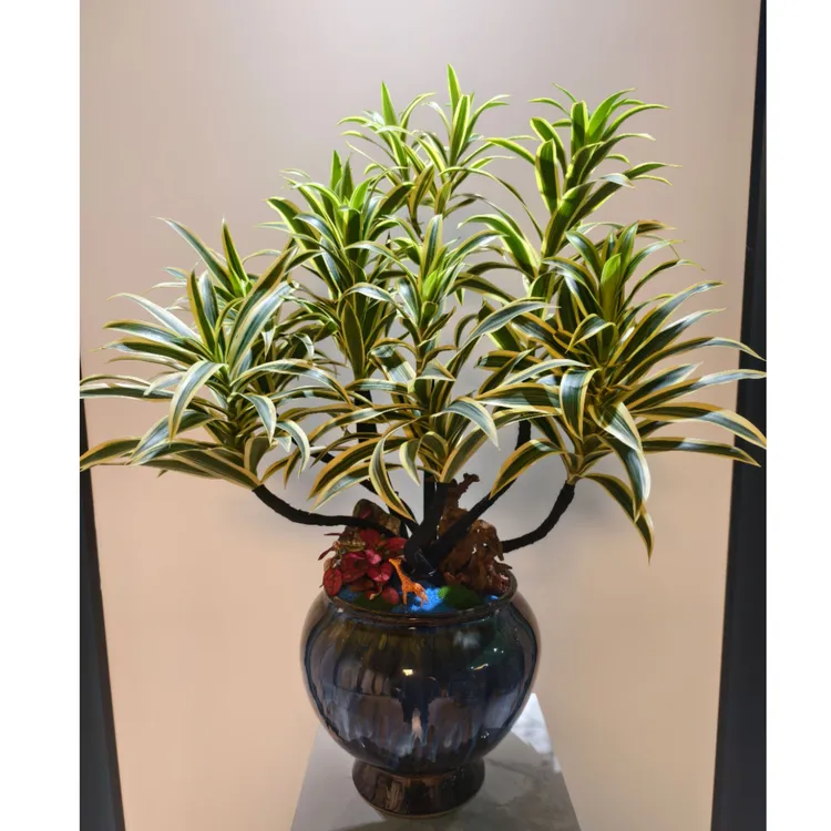 金边百合竹客厅大型绿植高端造型百合竹室内植物盆栽老桩轻奢摆件