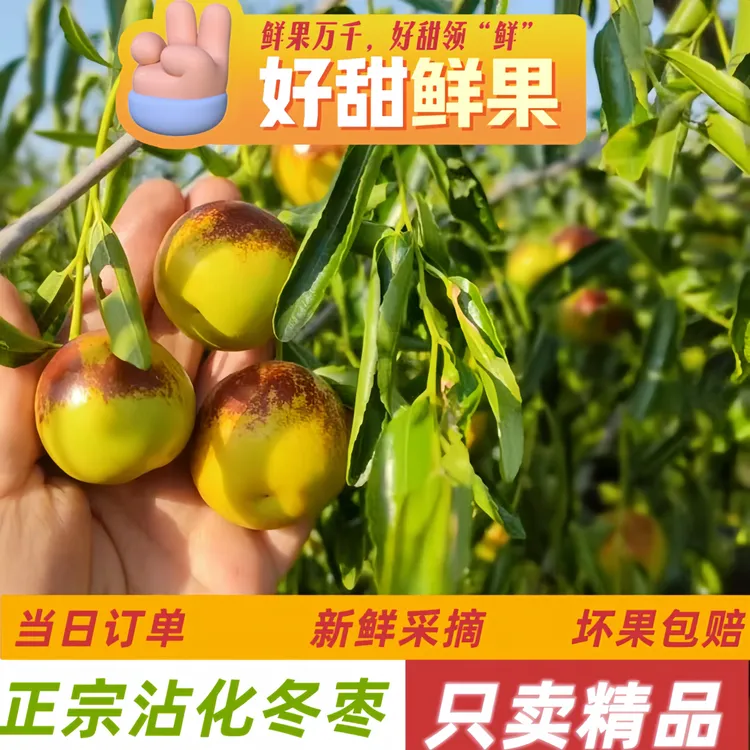 山东正宗沾化冰糖冬枣现摘现发当季新鲜水果