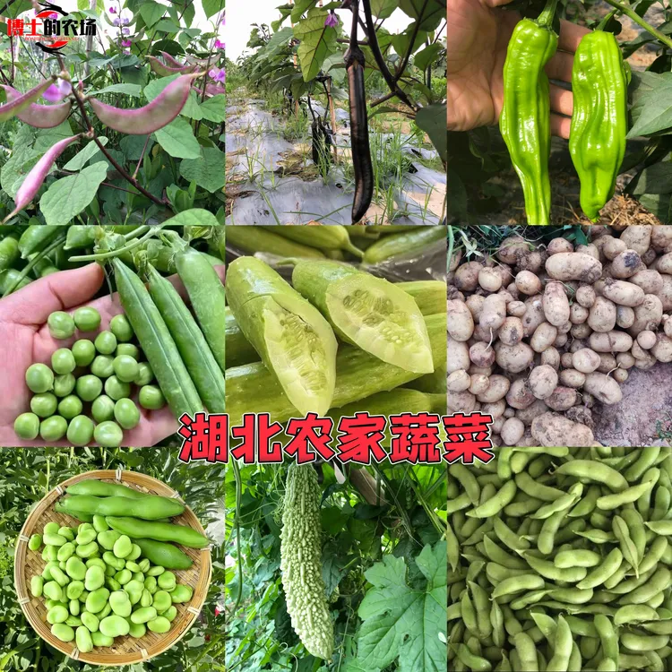 【博士农场】农家蔬菜露天种植自然生长（农家菜不漂亮拍前看清楚哈）