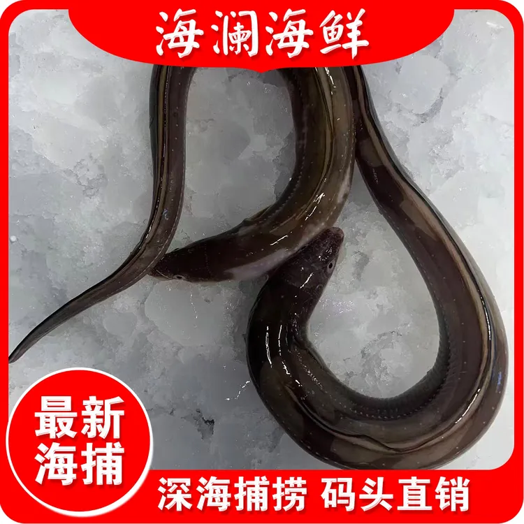 大连七星鳗 沙鳗特大号4斤（放干冰冷冻顺丰发货）