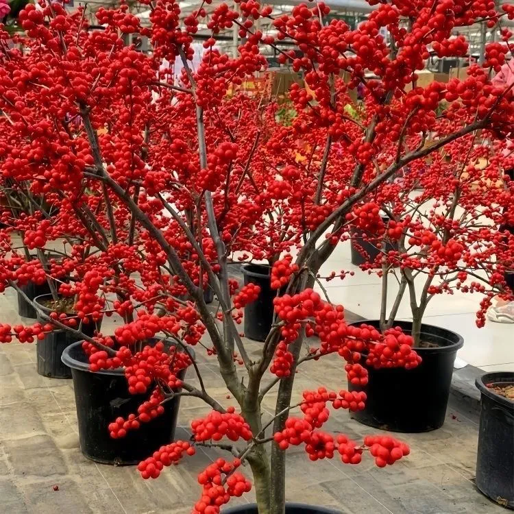 北美冬青树苗年宵花卉相思豆春节圣诞鲜花盆栽地栽红果富贵籽发财