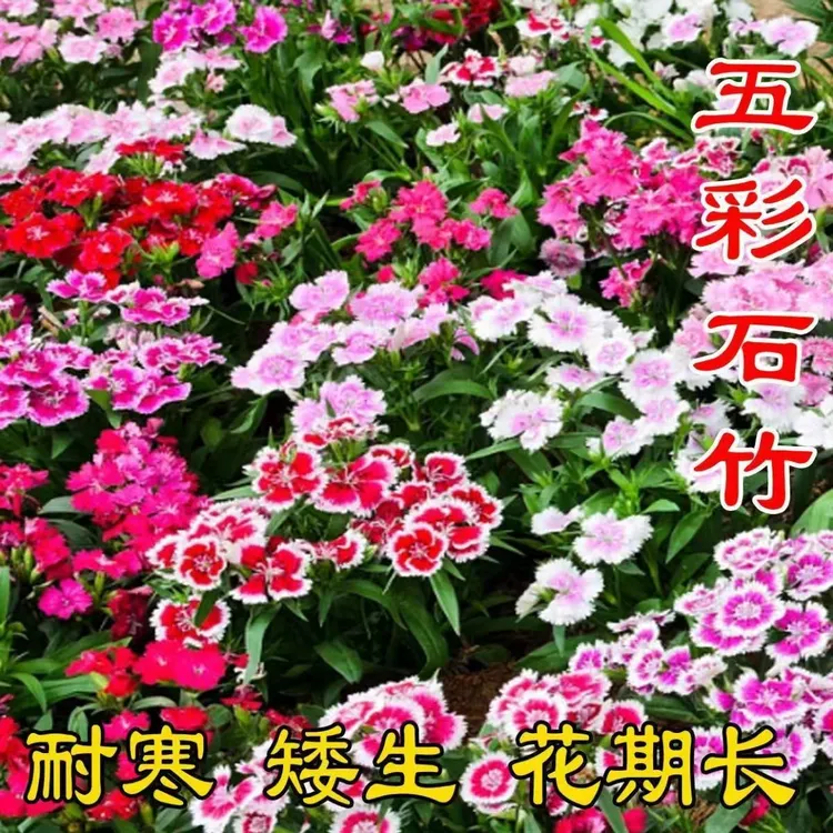 （装）五彩石竹花种子四季开花易种秋季欧石竹多年生花卉室外绣