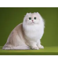 暖暖--蓝金长毛妹妹金渐层猫咪活体【灵犀】