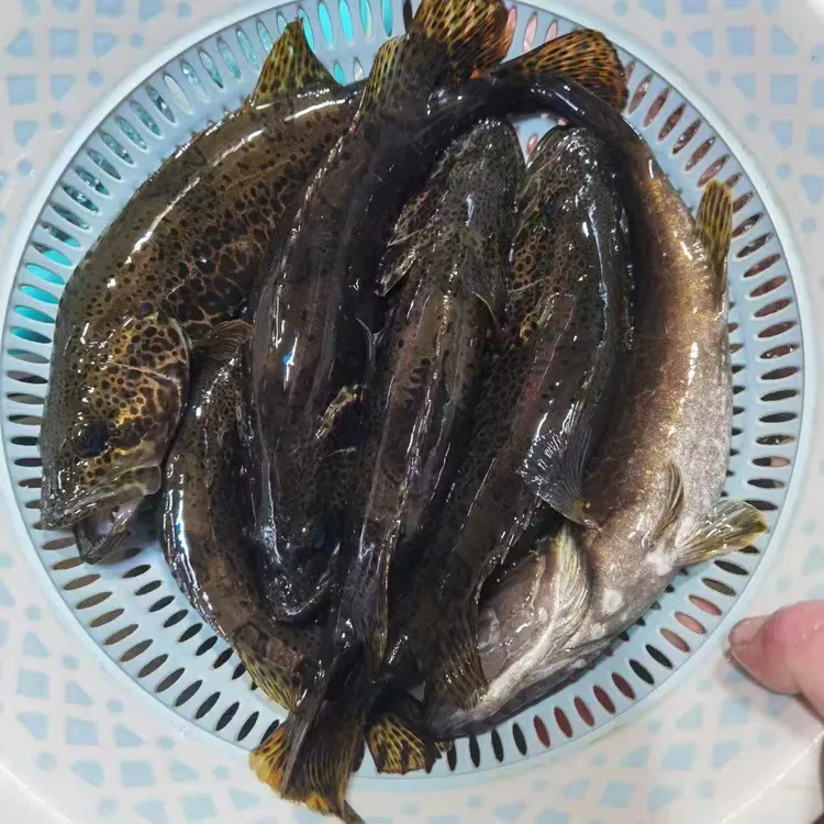 桂林原生淡水溪流老虎鳜  斑鳜鱼顺丰包邮