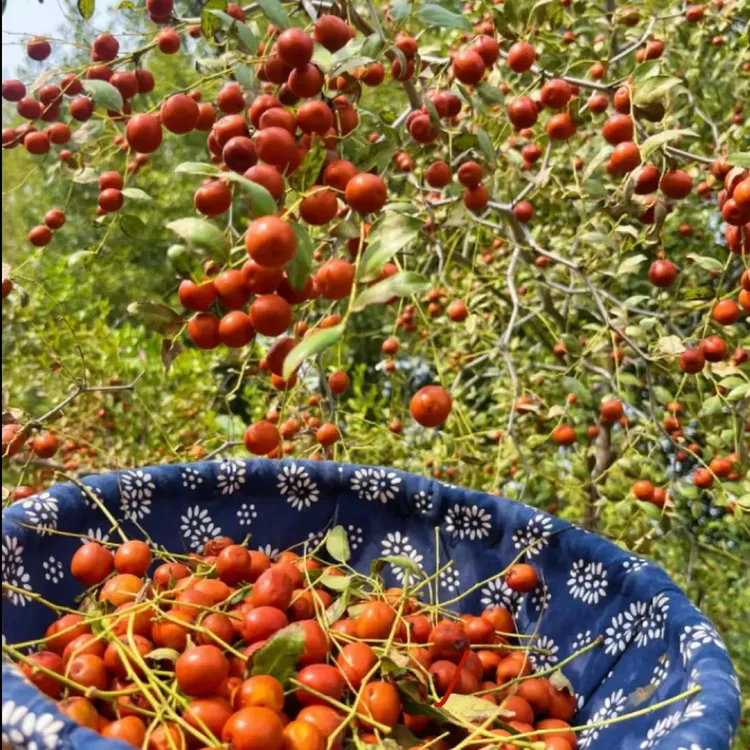 （鲜软果）东北朝阳特产山枣酸枣普通快递