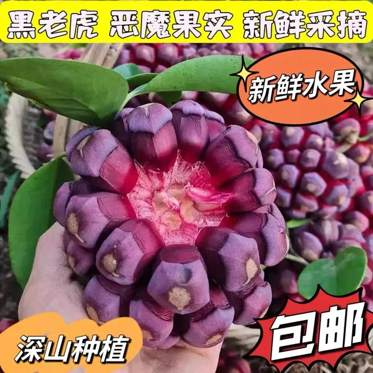 【顺丰速达】头茬果黑老虎布福娜果恶魔果实新鲜稀奇古怪罕见水果