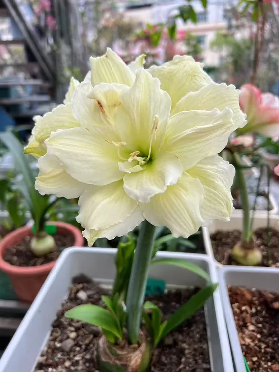 【夜雨初晴】朱顶红种球苗 黄玫瑰