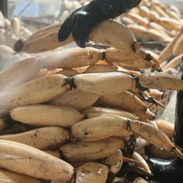 湖北特产莲藕莲菜新鲜美味