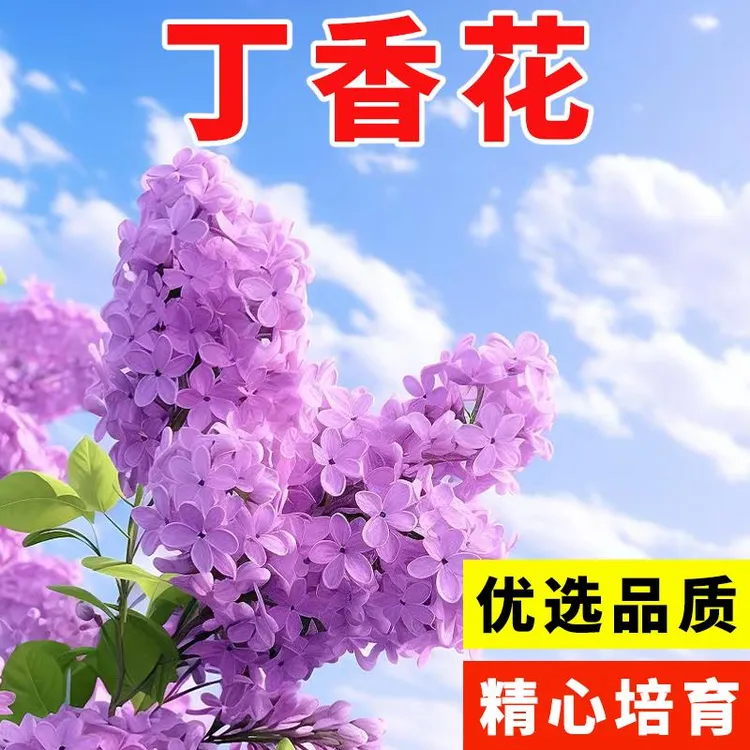 丁香花种子盆栽植物花卉庭院阳台种子浓香花卉种籽春天紫丁香种子