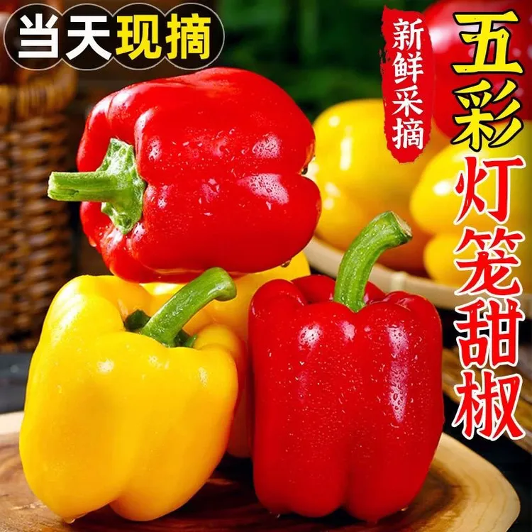 正宗山东寿光新鲜现摘水果五彩椒生吃不辣甜椒红黄灯笼椒应季水果