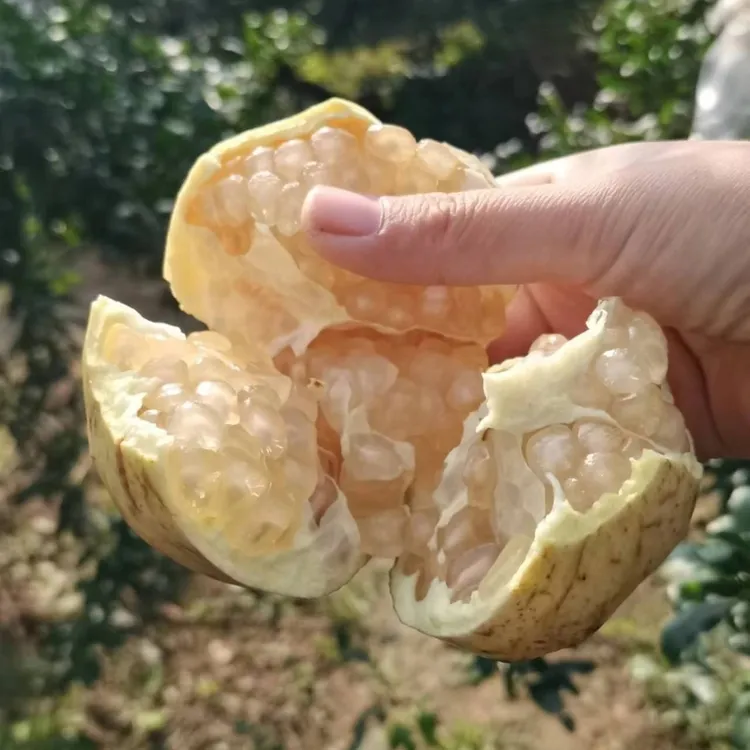 正宗怀远白玉籽石榴当季时令水果新鲜甜润礼盒装现摘现发