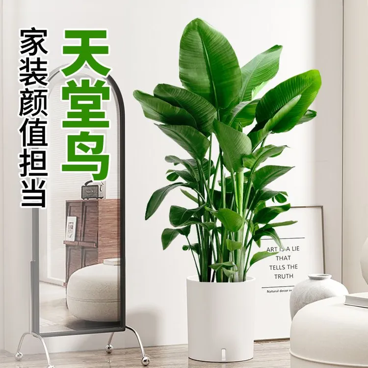 网红天堂鸟绿植室内大型绿植盆栽植物北欧客厅办公室鹤望兰大绿植