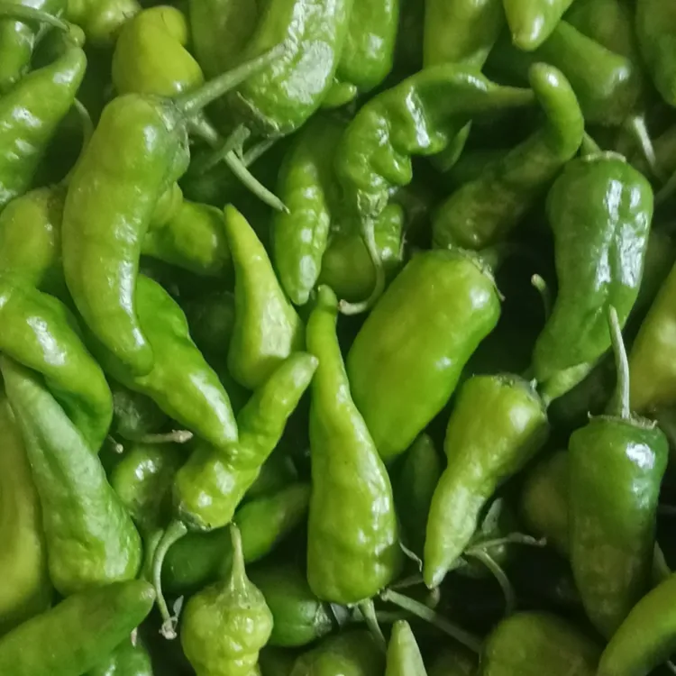 【青石精选】辣椒新上市余干枫树李家辣椒