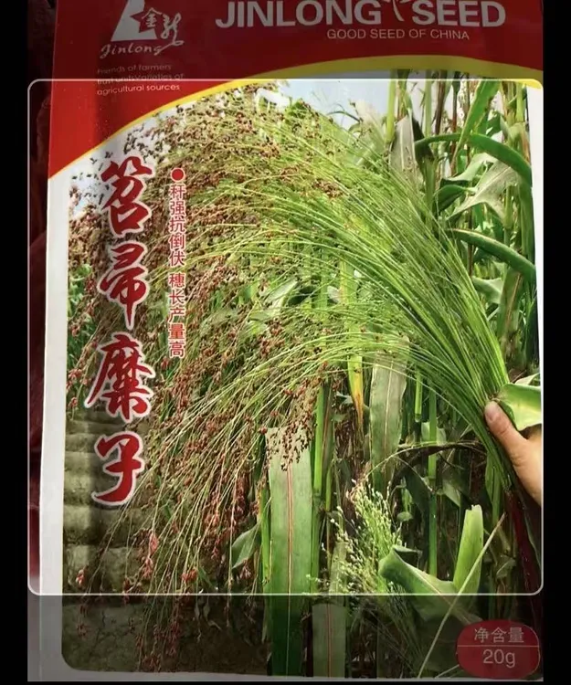 【笤帚糜子籽种子】四季种植盆栽地栽阳台小院种植