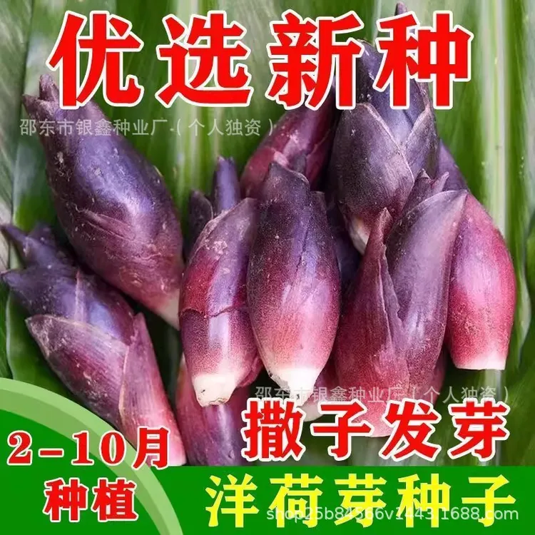 原装食用洋荷芽种子四季蔬菜洋荷笋洋荷种陕西阳合洋姜荷洋河种子