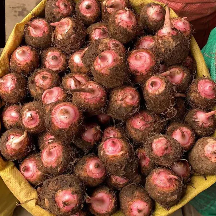 （小姨）广西柳州新鲜红芽芋头 小芋头