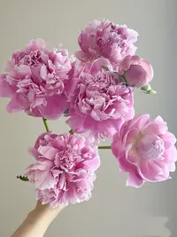 【如熙臻品】荔枝  ---  芍药（花期短，介意慎拍哦！）