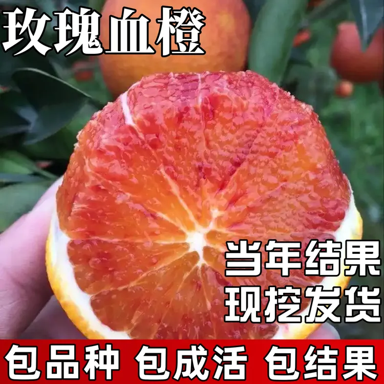 玫瑰血橙苗南北方庭院耐寒特大号橙子树苗带土盆栽嫁接当年结果