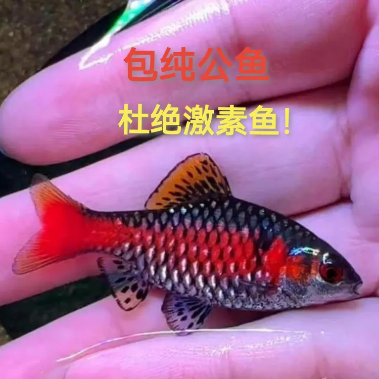 钻石彩虹鲫冷水原生观赏鱼宝石奥德萨鲃免加温群游鱼好养新手活体