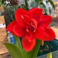 （小花匠花坊）双皇/双王～重瓣，基地自然球
