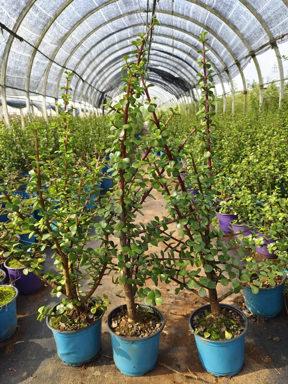 金枝玉叶卖一颗送一棵到手2棵高50公分