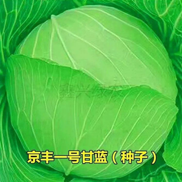 京丰一号甘蓝种子种苗高产秋播阳台蔬菜种孑包菜种子种苗农家菜