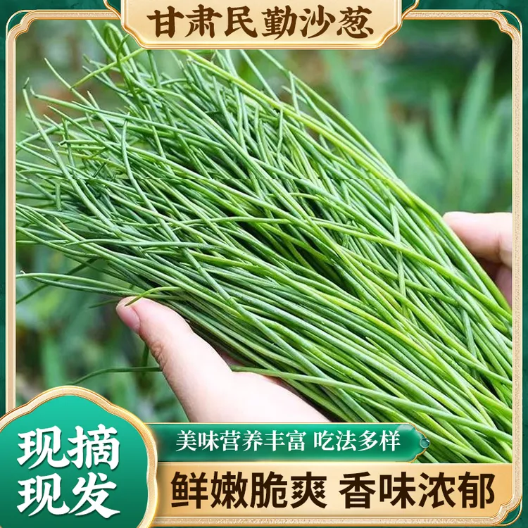 【顺丰包邮】现产沙葱甘肃民勤特产农家野菜新鲜蔬菜火锅凉拌饺子馅