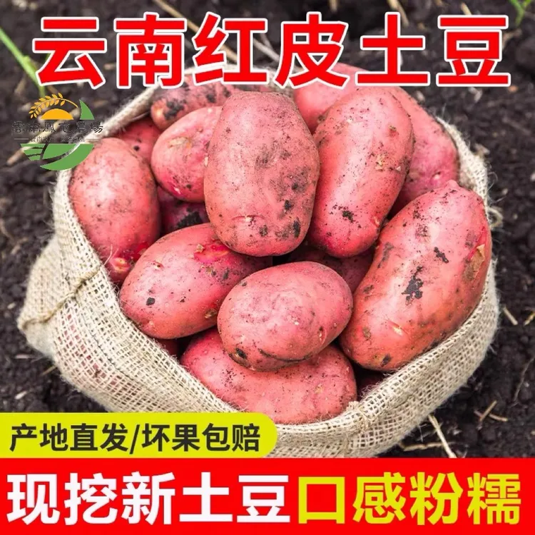 亏本9斤】红皮土豆云南特产新鲜农家老品种黄心洋芋高原优质马铃薯