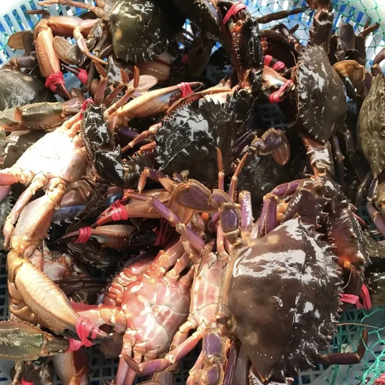 【晓惠专属】全公赤甲红蟹 顺丰发【保鲜不保活】2-5斤 两 只冷冻