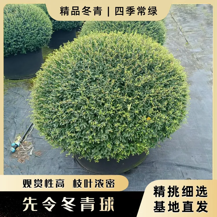 苗农哥冬青先令球庭院别墅花境常绿植物耐寒耐旱室外绿化植物美观