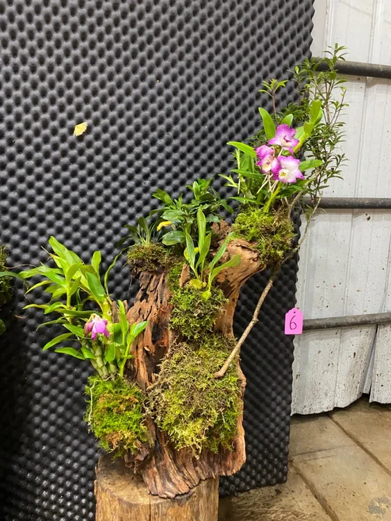 室内造景风化木桩绿植