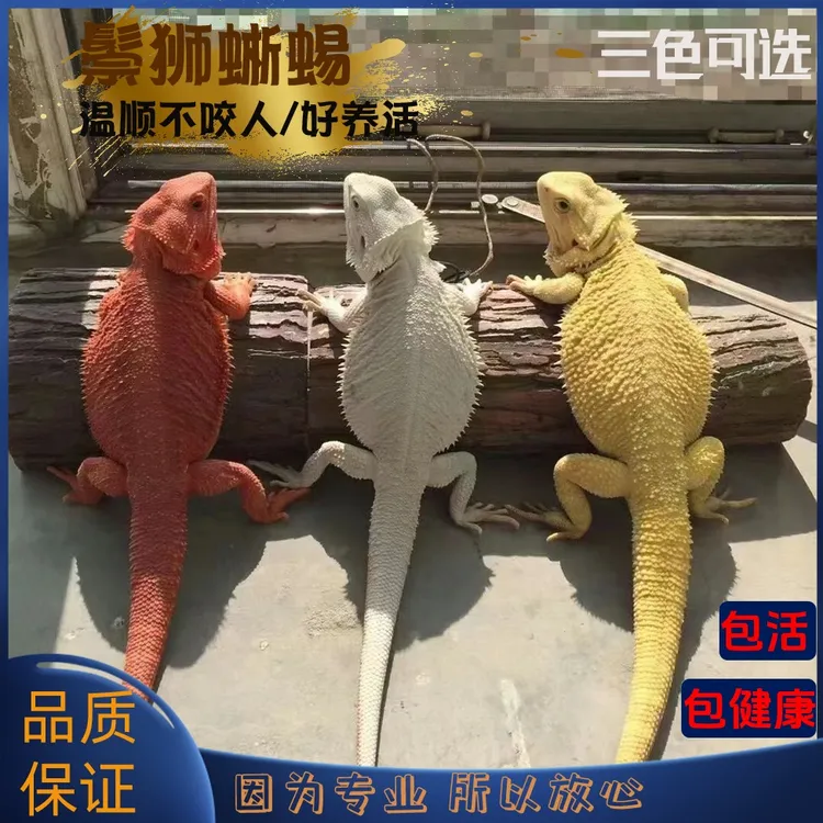 鬃狮蜥蜴活的宠物幼体入门级爬宠异宠温顺不咬人柑橘红系超白zero