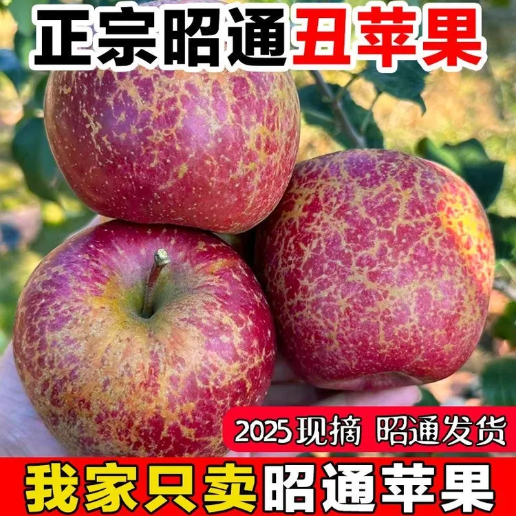 云南昭通冰糖心红富士丑苹果5斤10斤现摘现发脆甜水果直播专享