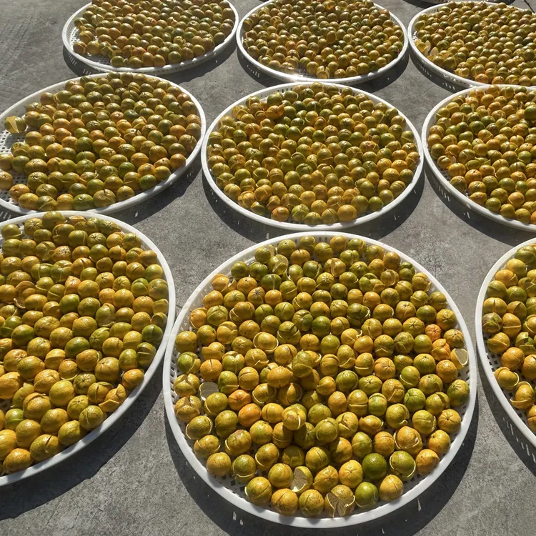 2025年新会老树茶枝柑大红柑鲜果  自家果园现摘现发