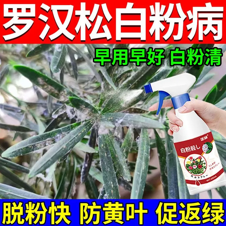 【罗汉松严重白粉病】罗汉松白粉病专用肥料白色絮物状叶发白营养液