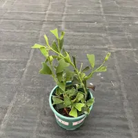 澜沧球兰室内阳台藤本植物花卉盆栽 