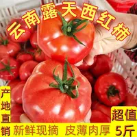 云南西红柿蔬菜番茄优品现摘自然熟酸汤果新鲜蔬菜薄皮爆浆