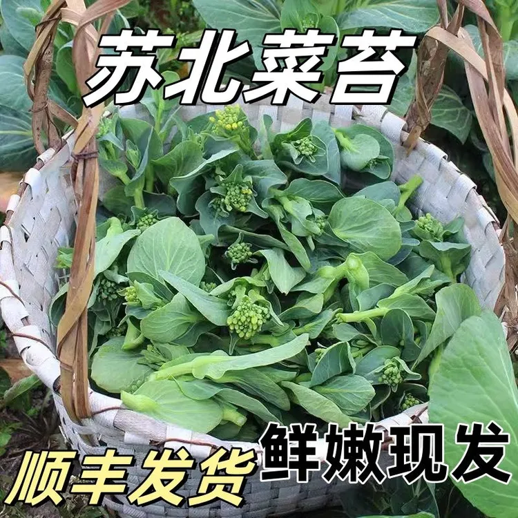 顺丰新鲜上海青菜苔鲜现摘菜头矮脚青菜甜糯油菜霜冻菜心蔬菜农家