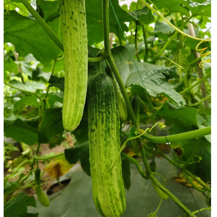 恩施利川本地高山老品种旱黄瓜