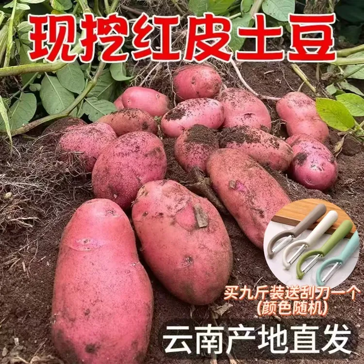 云南寻甸高山种植新鲜现挖红皮黄心土豆粉面香糯蔬菜洋芋产地直发