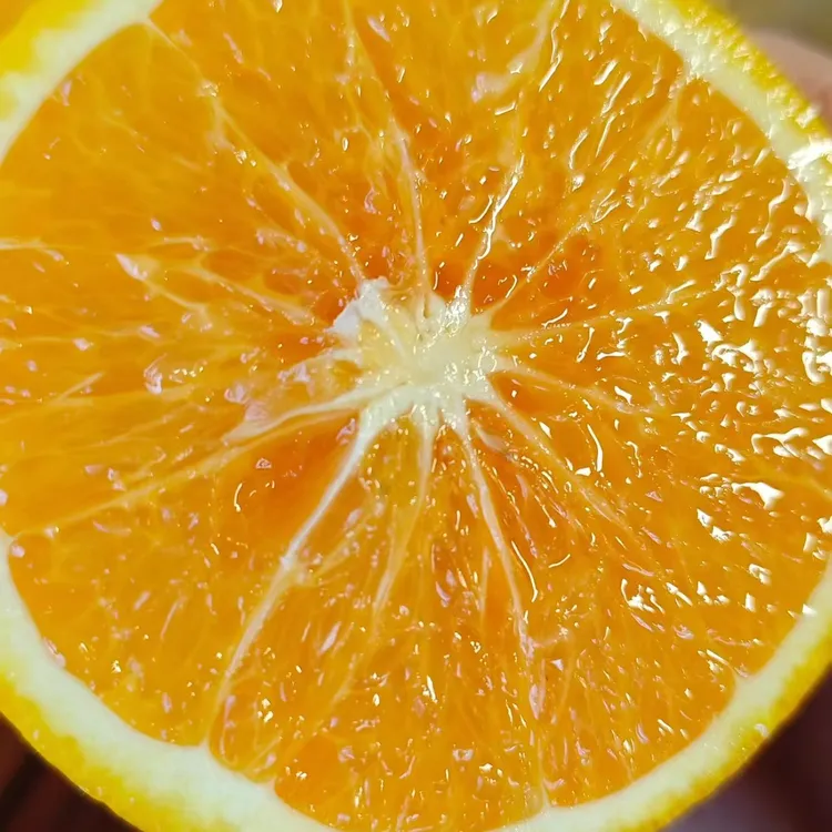 云南哀牢山冰糖橙