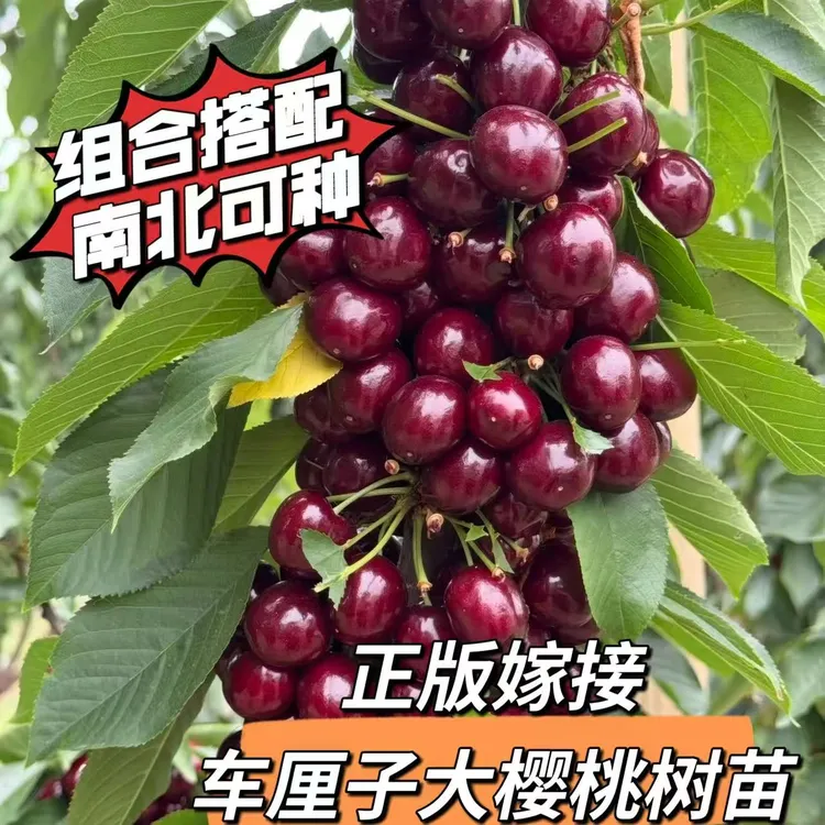 丰产组合套餐 多品种【车厘子大樱桃树】