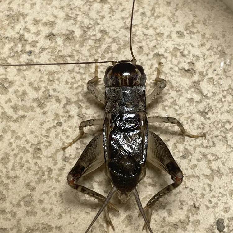 野生蛐蛐蟋蟀口重耐疼牙型好