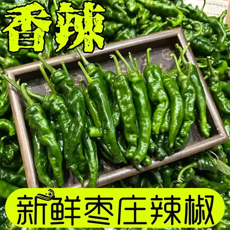 枣庄新鲜采摘皱皮辣椒皮薄籽少美味饱满 螺丝椒泡椒专用辣椒新鲜