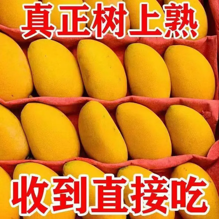 正宗海南芒果小台芒新鲜台农芒果香甜多汁热带水果现摘非贵妃金煌
