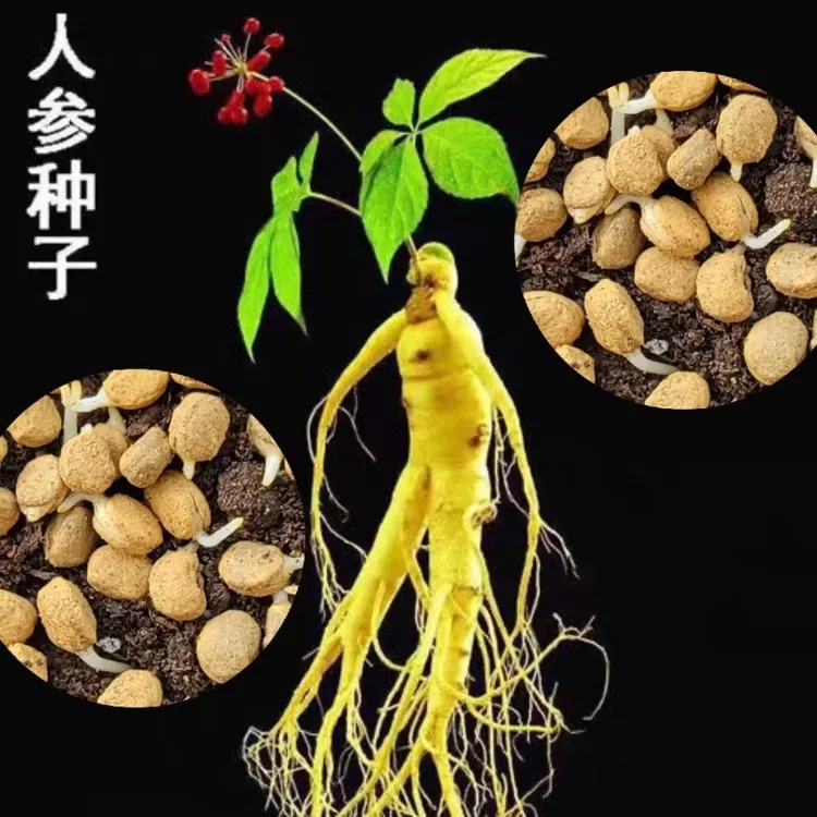 人参种子春秋长白山花旗参白参种四季阳台花卉植物-mo