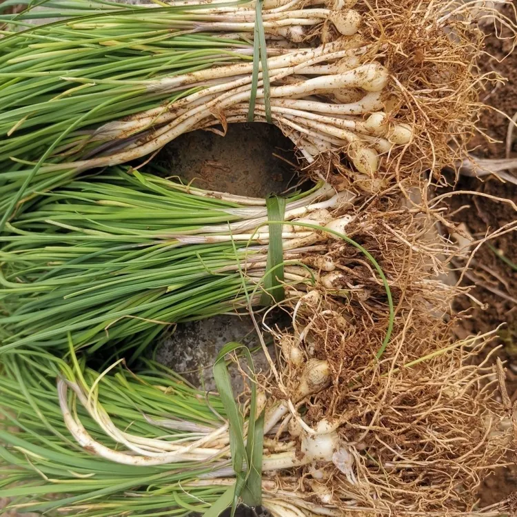 【当季包邮】当季贵州高山野葱新鲜香葱沙葱小根蒜薤白小野蒜洗干净